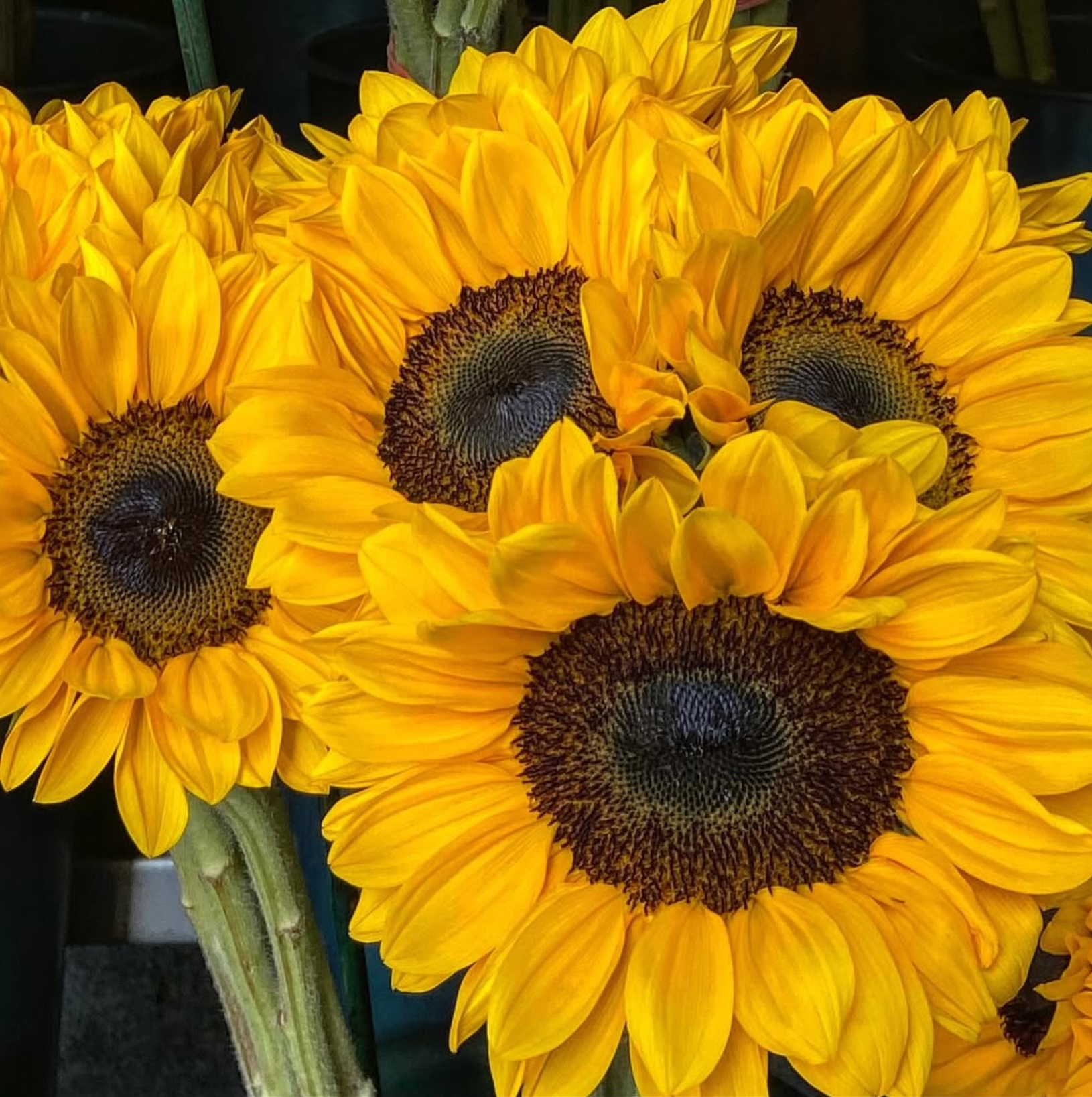 Sunflowers